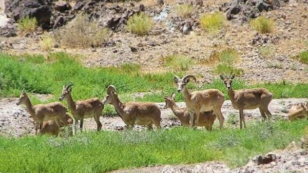 چاره ای به نام بودجه که باز هم لنگ می زند، برای خسارت حیات چاره ای به نام بودجه که باز هم لنگ می زند، برای خسارت حیات وحش به کشاورزان بودجه ای اختصاص نیافت