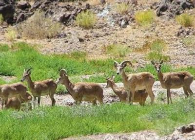 چاره ای به نام بودجه که باز هم لنگ می زند، برای خسارت حیات وحش به کشاورزان بودجه ای اختصاص نیافت