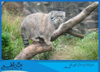 حیات وحش ایران ، گربه پالاس
