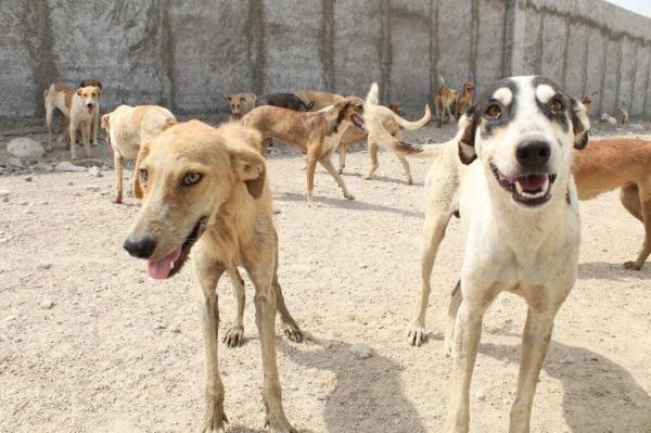 بحران سگ های ولگرد در کرج ، عضو شورا: بهانه حیوان دوستی راه چاره نیست
