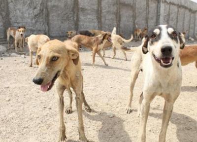 بحران سگ های ولگرد در کرج ، عضو شورا: بهانه حیوان دوستی راه چاره نیست