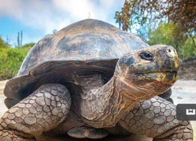 جزایر گالاپاگوس در آمریکا، سرزمین حیوانات