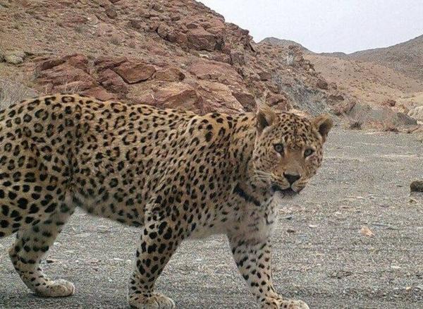 مشاهده پلنگ برای اولین بار در مناطق شکار ممنوع کوه هوای مشاهده پلنگ برای اولین بار در منطقه ها شکار ممنوع کوه هوای لامرد