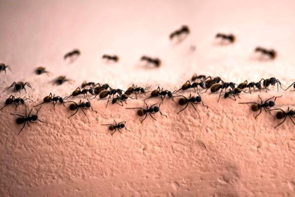 مورچه دراکولا، سریع ترین حیوان روی زمین با سرعت 321 کیلومتر